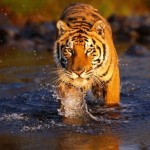 Tigrii salbatici ar putea disparea in numai 12 ani