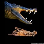 BoarCroc