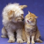 Americanii se implica in salvarea animalelor