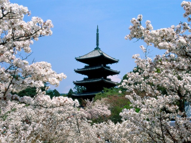 Cherry Blossoms_ Ninna-Ji Temple Grounds_ Kyoto_ Japan