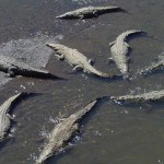 Crocodil