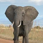 Elefant