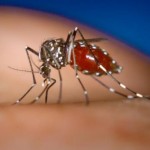 Tantari modificati genetic, folositi impotriva febrei dengue