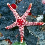 Necklace_sea_star