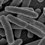 Un milion de GB de date stocati intr-un gram de bacterii E. coli