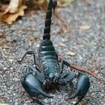 Scorpion