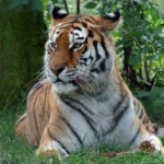 Un canadian a fost omorat de tigrul sau