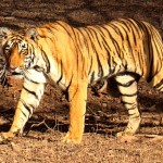 Tigru