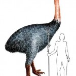 A fost izolat ADN-ul unei pasari preistorice