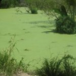 Combustibilul din alge, inlocuitor pentru petrol din 2011