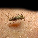 malaria
