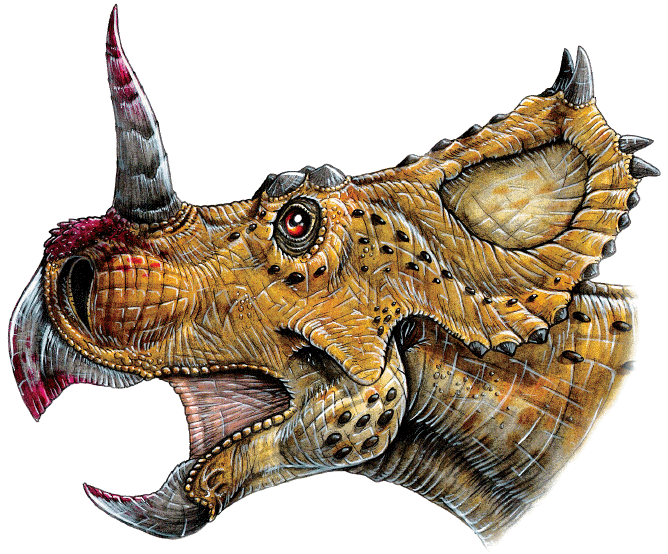 centrosaurus_apertus
