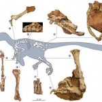 Balaurul bondoc, un dinozaur romanesc