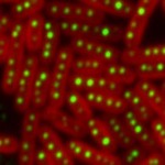 Cum transforma bacteriile oceanice carbonul in combustibil