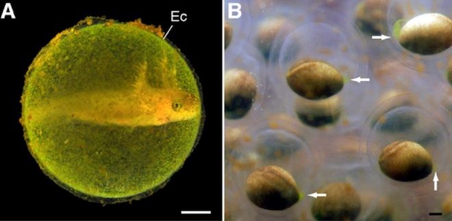 embrion_de_salamandra