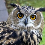 12% din speciile de pasari ar putea disparea in urmatorul secol