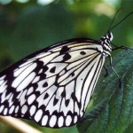 De unde vin insectele?