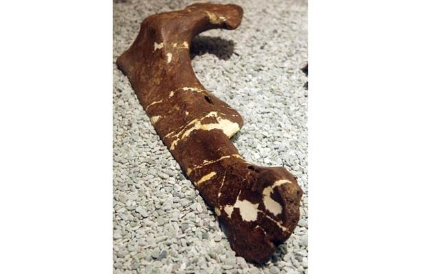 fosila centrosaurus