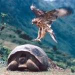 Tantarii de pe avioane ameninta fauna din Galapagos