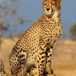 Felinele iubesc apa de colonie Calvin Klein