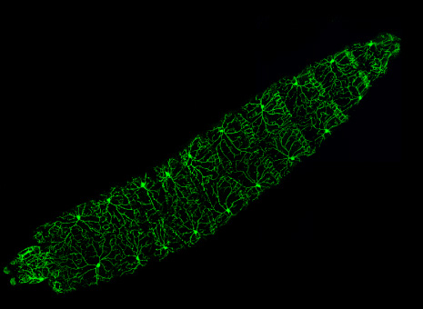 larva