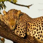 Mamiferele carnivore au fost initial animale terestre, nu arboricole