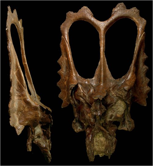 mojoceratops