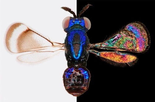 musca