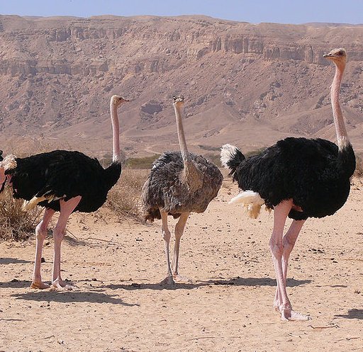 strut
